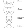 Atlas, cervical and lumbar vertebrae