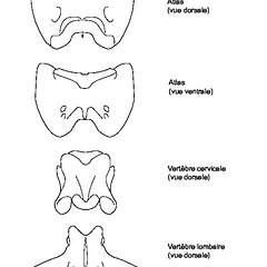 Atlas, cervical and lumbar vertebrae