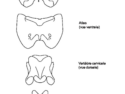 Atlas, cervical and lumbar vertebrae