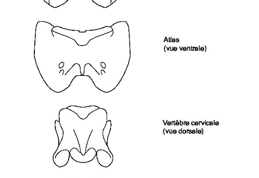 Atlas, cervical and lumbar vertebrae