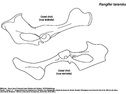 Coxal (6022 visites) Coxal droit : vues latérale et ventrale. Coxal