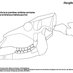 Crâne, mandibule et premières vertèbres cervicales (23415 visites) Vue schématique latérale gauche. Crâne, mandibule et premières vertèbres cervicales