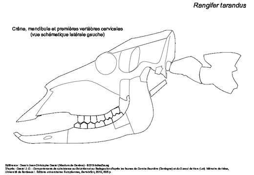 Skull, mandible and first cervical vertebrae