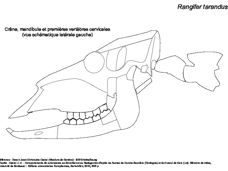 Crâne, mandibule et premières vertèbres cervicales (23394 visites) Vue schématique latérale gauche. Crâne, mandibule et premières vertèbres cervicales