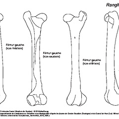 Femur