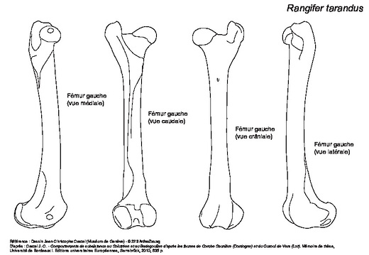 Femur