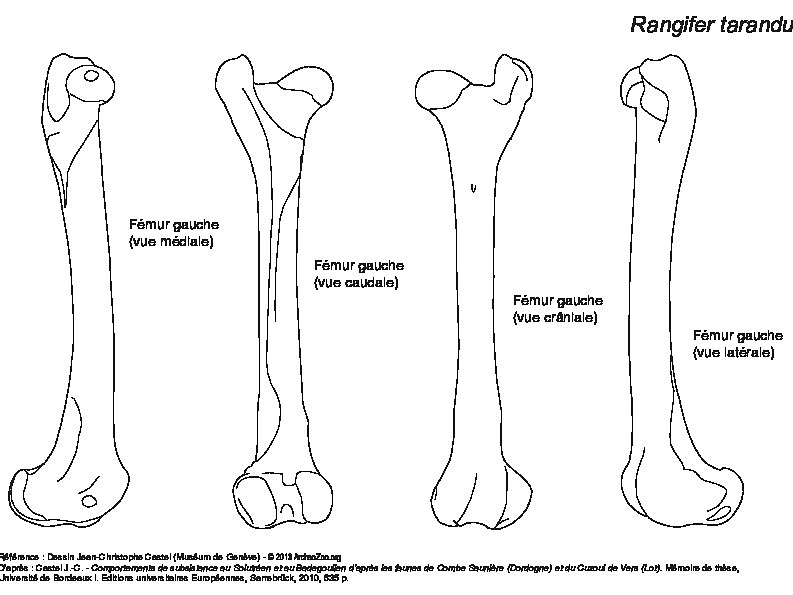 Femur