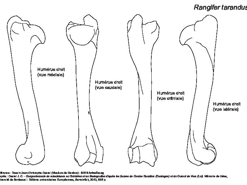 Humerus