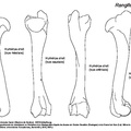 RT_humerus.pdf