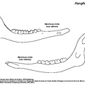Mandibule (6008 visites) Mandibule droite : vues latérale et médiale. Mandibule