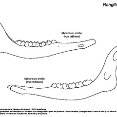 Mandibule (6026 visites) Mandibule droite : vues latérale et médiale. Mandibule