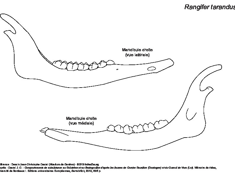 Mandibule (6004 visites) Mandibule droite : vues latérale et médiale. Mandibule