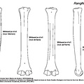 Métacarpe (6385 visites) Métacarpe droit : vues médiale, dorsale, palmaire et latérale. Métacarpe