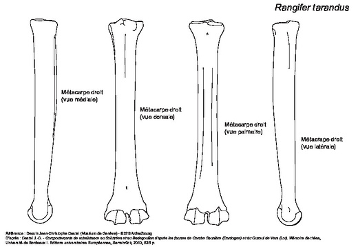 Metacarpal