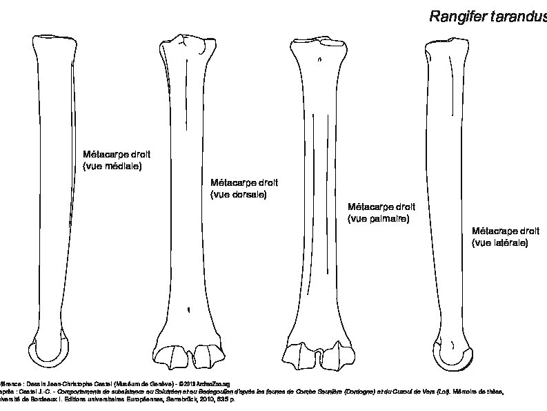 Metacarpal