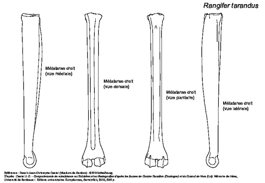 Metatarsal