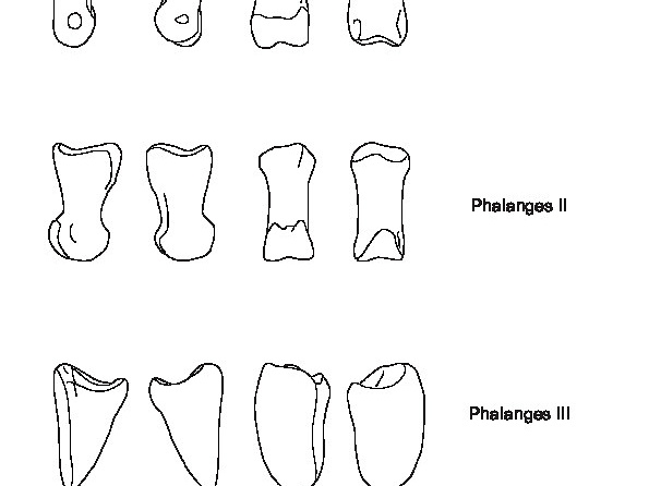 Phalanges (6135 visites) Phalanges I, II et III. Phalanges
