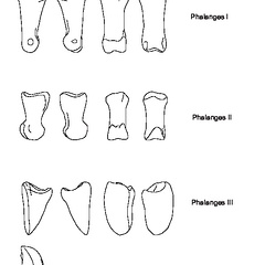 Phalanges