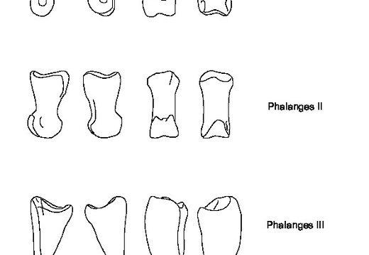 Phalanges