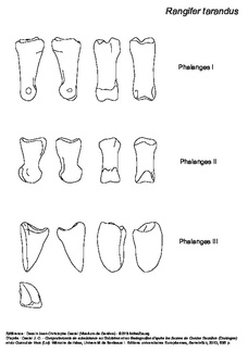 Phalanges
