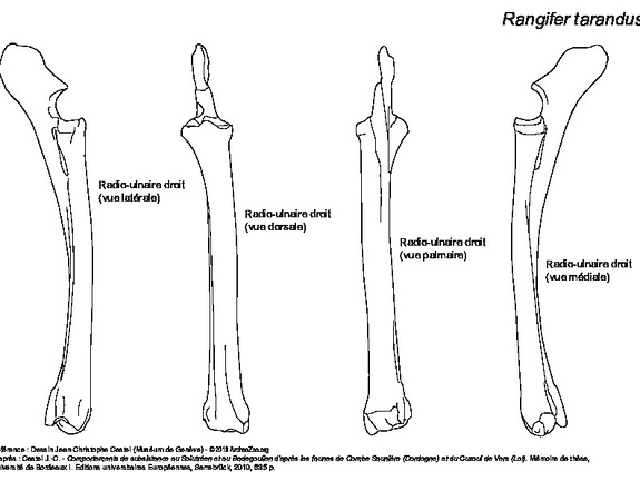 Radio-ulnar