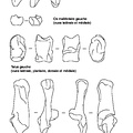 Patella, ankle bones, talus and calcaneus