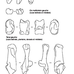 Patella, ankle bones, talus and calcaneus