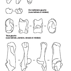 Rotule, os malléolaire, talus et calcaneus