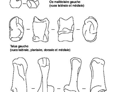 Patella, ankle bones, talus and calcaneus