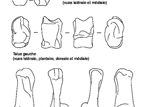 Patella, huesos del tobillo, astrágalo y calcáneo