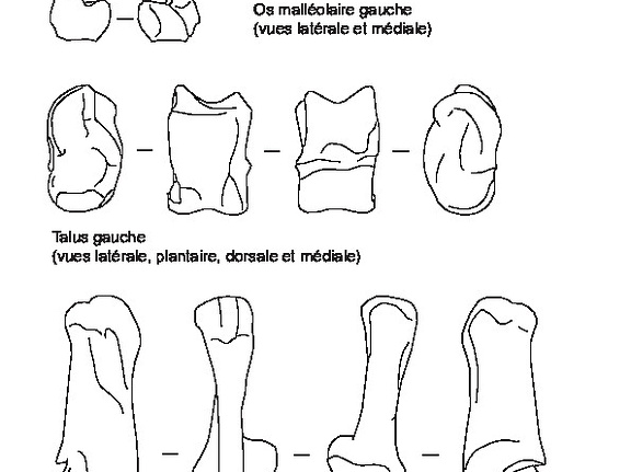 Patella, ankle bones, talus and calcaneus