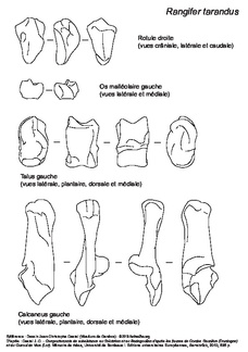 Rotule, os malléolaire, talus et calcaneus