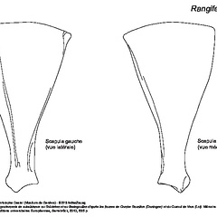 Scapula