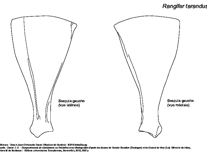 Scapula