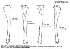 Tibia