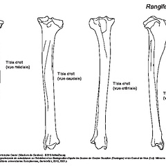 Tibia (6162 visites) Tibia droit : vues médiale, caudale, crâniale et latérale. Tibia