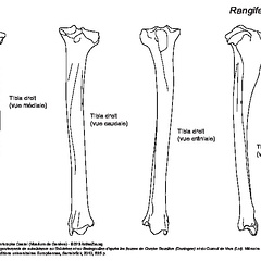 Tibia