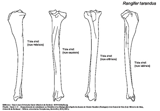 Tibia (6102 visites) Tibia droit : vues médiale, caudale, crâniale et latérale. Tibia