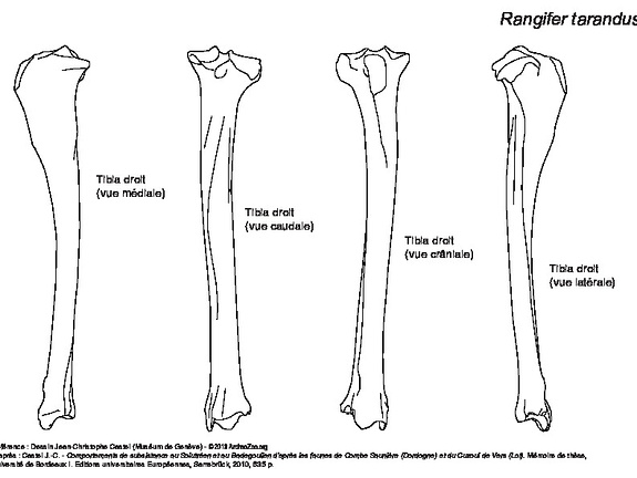 Tibia (6166 visites) Tibia droit : vues médiale, caudale, crâniale et latérale. Tibia