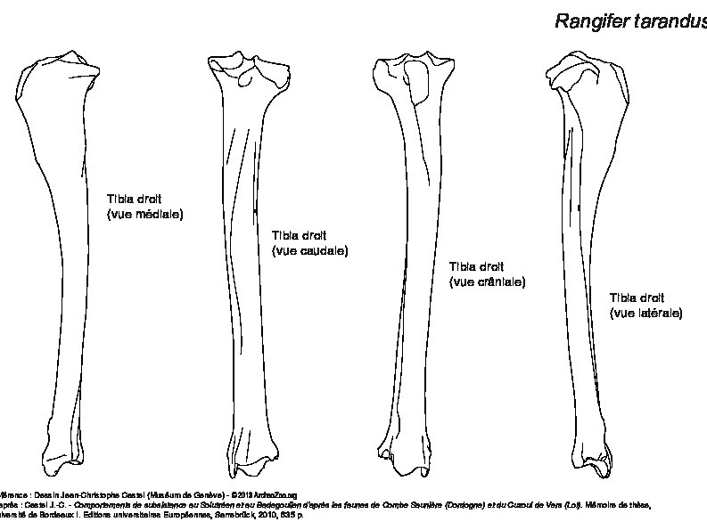 Tibia (6104 visites) Tibia droit : vues médiale, caudale, crâniale et latérale. Tibia
