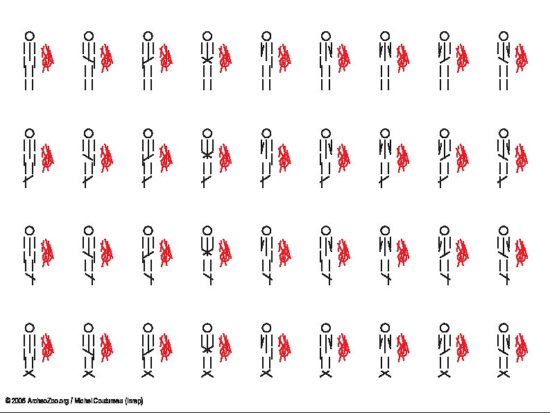2 individus, dont 1 réduction (5771 visites) 2 individus, dont 1 réduction