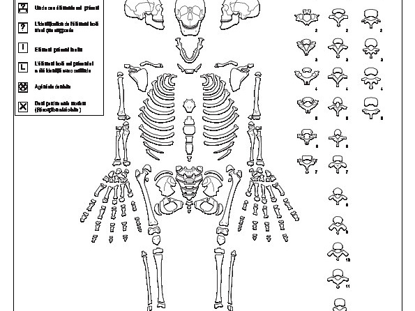 Homme (immature) : conservation