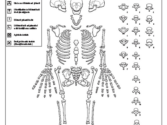 Human (immature) : preservation