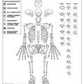 homo_conservation_adolescent.pdf