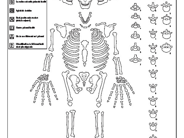 Homme (adulte) : conservation (7823 visites) Constandse-Westermann (T. S.), Meiklejohn (Ch.). ― The human skeletal material from Swifterbant, e... Homme (adulte) : conservation