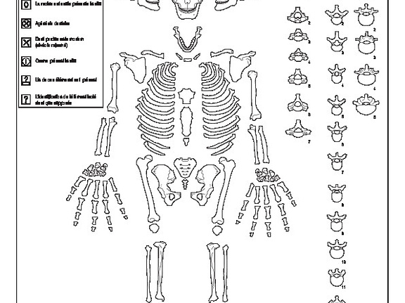 Homme (adulte) : conservation (7821 visites) Constandse-Westermann (T. S.), Meiklejohn (Ch.). ― The human skeletal material from Swifterbant, e... Homme (adulte) : conservation