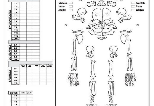 Exploded skeletons