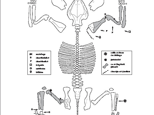 Sus scrofa (fiche type) (7223 visites) Helmer (Daniel). ― Fiches descriptives pour les relevés d'ensembles osseux animaux. In : Desse (J... Sus scrofa (fiche type)