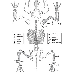 Sus scrofa (fiche type)