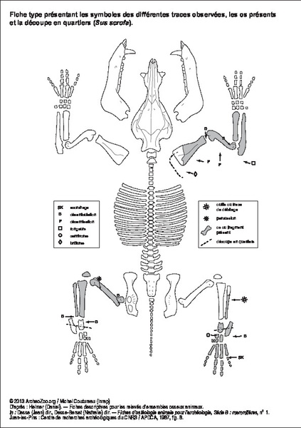 Sus scrofa (fiche type)